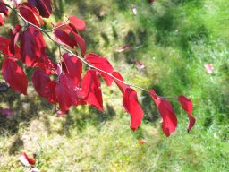Parrotia persica